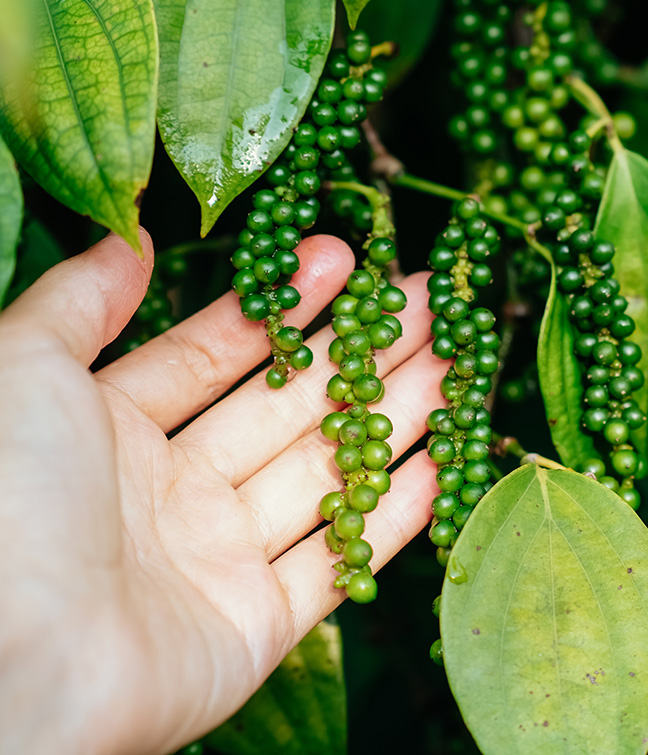 ethical spice sourcing from trusted farming communities