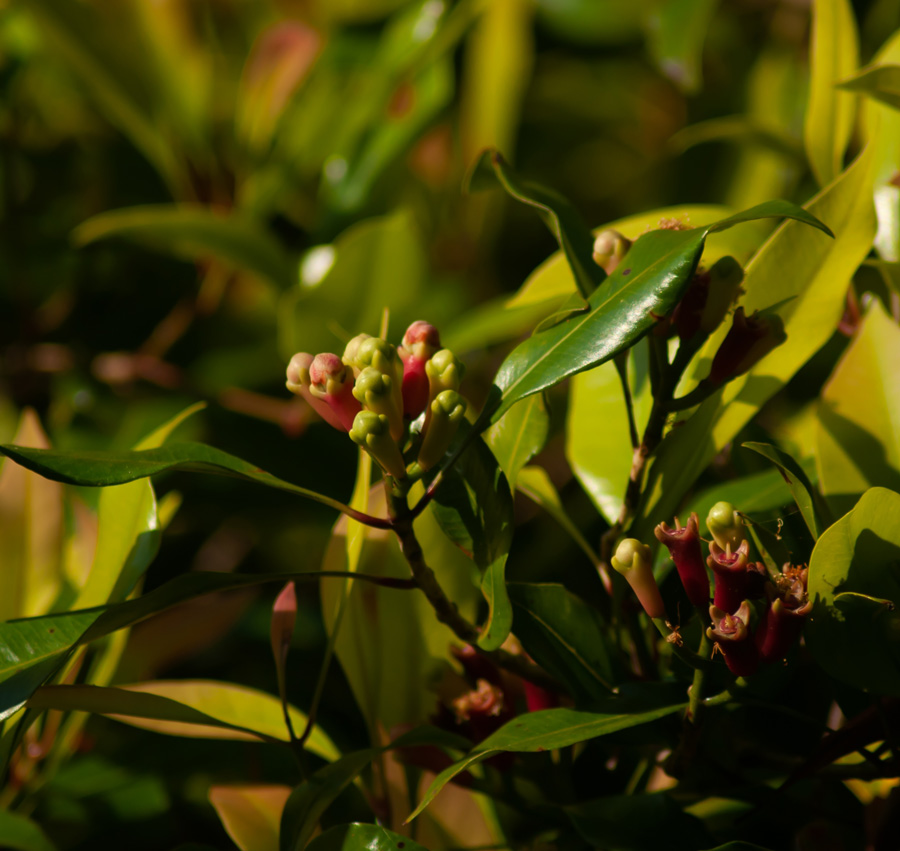 premium quality cloves for cooking